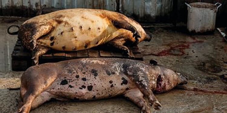 ASF Bulgaria: 130,000 pigs culled