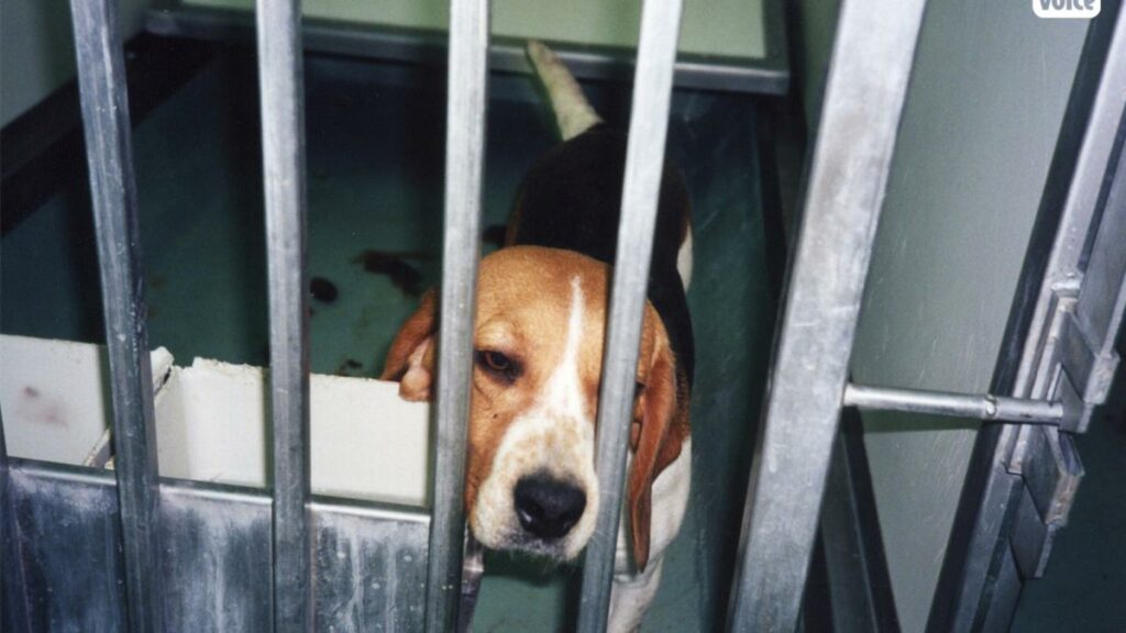 Breeders selling French dogs to animal testing labs due to 'excess stock' during coronavirus