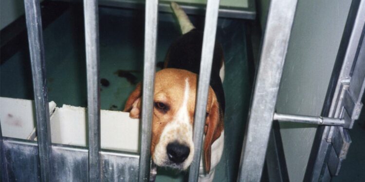 Breeders selling French dogs to animal testing labs due to 'excess stock' during coronavirus