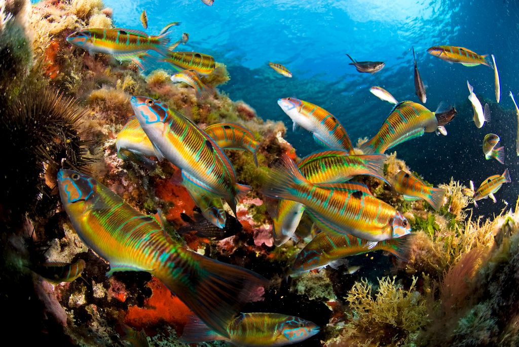 Greece Bans Bottom Trawling—“Single Greatest Threat to Marine Habitats”—in All Marine Protected Areas by 2030