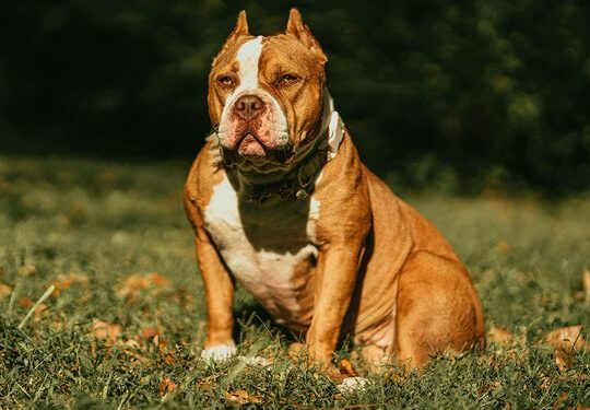 Ireland to ban 'XL bully' dogs after fatal attack