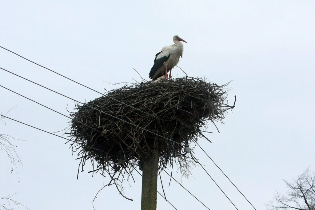 Man fined EUR 15,000 for destroying stork nest / Article