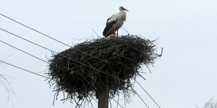 Man fined EUR 15,000 for destroying stork nest / Article