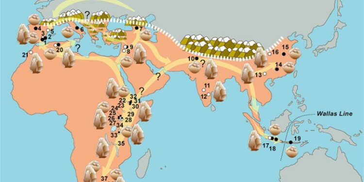 Remains dated from 1.3 million years ago spark archeological breakthrough in Spain as scientists map migrations of early people into Europe through the Strait of Gibraltar 