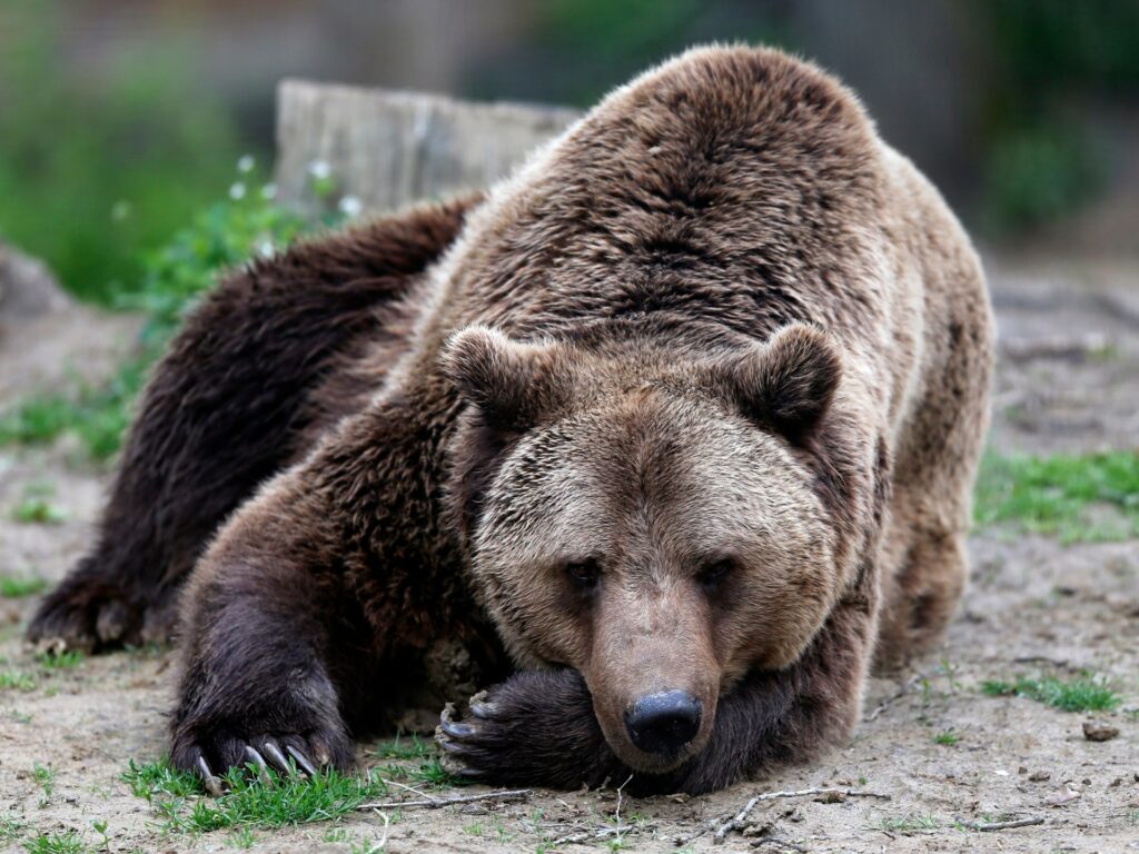 Romania to cull 500 bears to curb overpopulation after deadly attack | Wildlife News