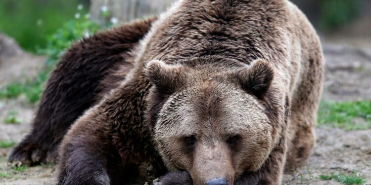 Romania to cull 500 bears to curb overpopulation after deadly attack | Wildlife News