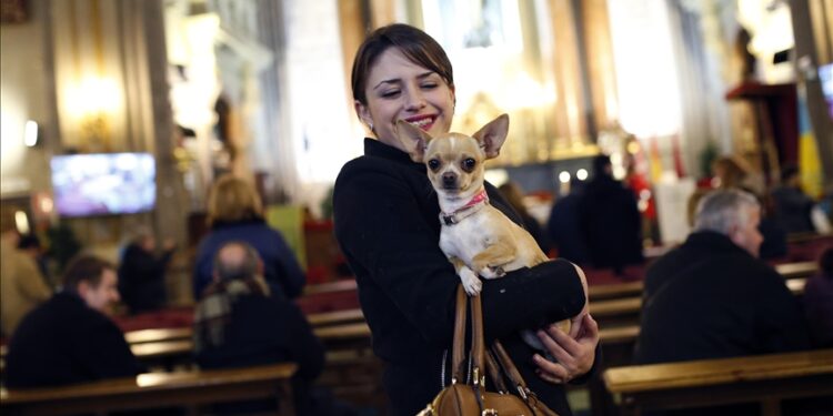 Spain’s 1st national animal welfare law takes effect