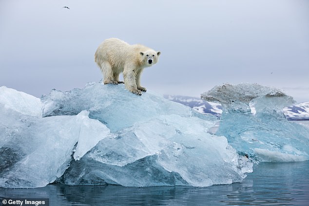 Polar bear on the island of Spitsbergen in Svalbard, Norway