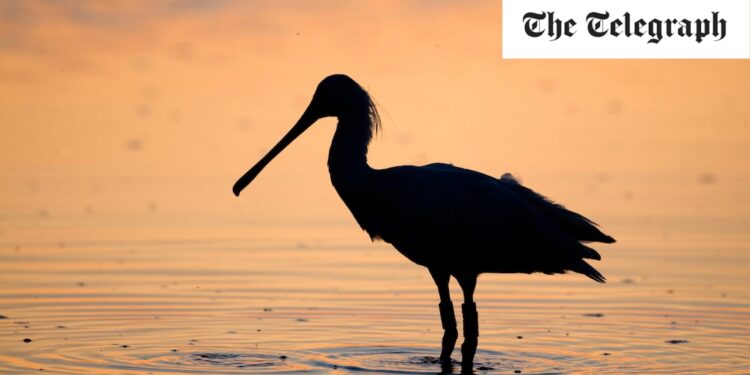 The Norfolk nature reserve known for its pristine sands – and surprising birdlife