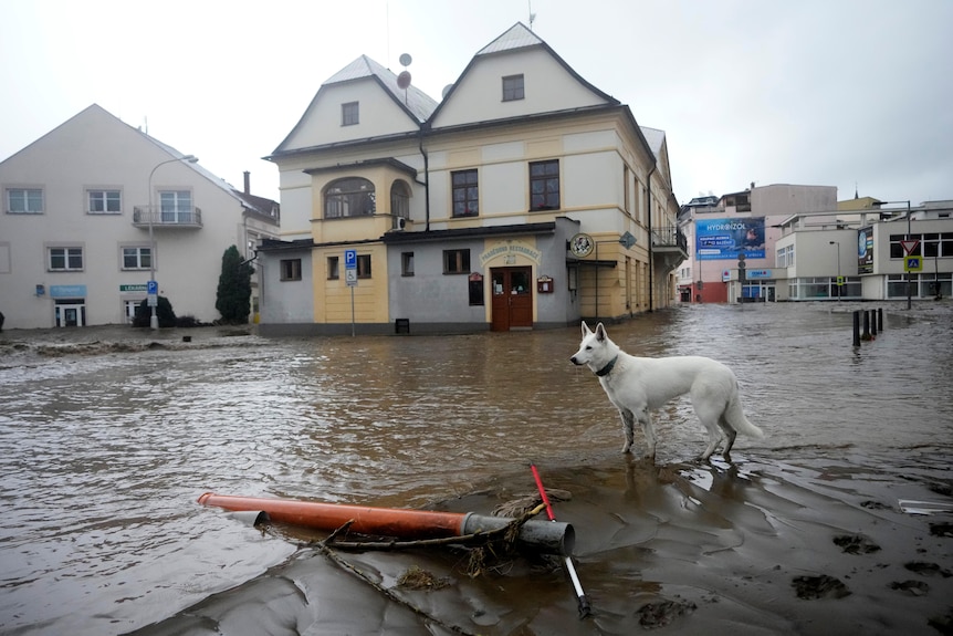 A dog looks out over flood waters 