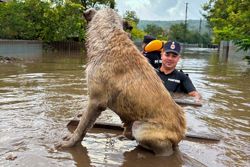 A dog sits on a raft-like structure atop brown water, while a man pushes the structure standing chest-deep in the water.