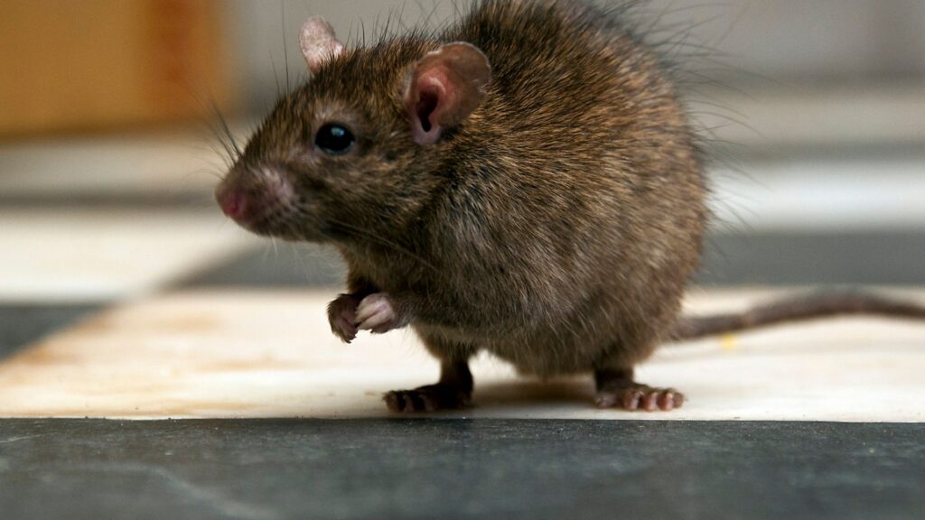 Urgent warning for Irish holidaymakers as Spanish hotspot infested with rats due to soaring temperatures