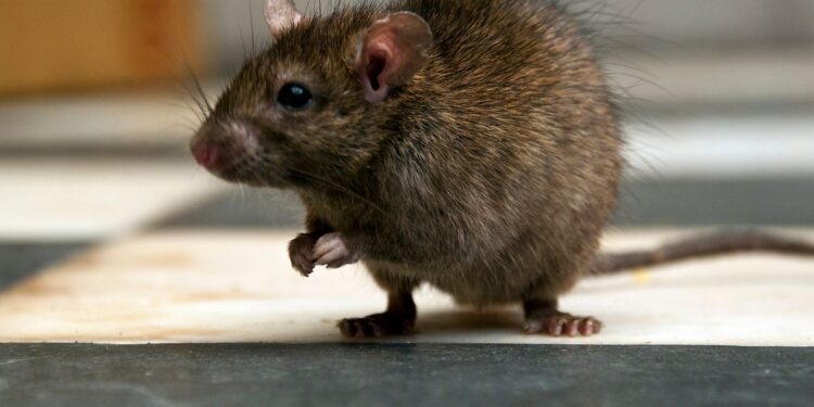 Urgent warning for Irish holidaymakers as Spanish hotspot infested with rats due to soaring temperatures
