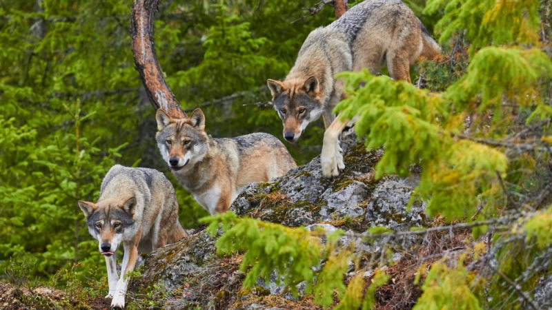 EU countries support proposal to lower wolves’ protection status – Euractiv