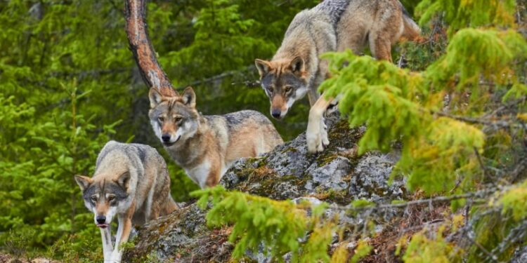 EU countries support proposal to lower wolves’ protection status – Euractiv