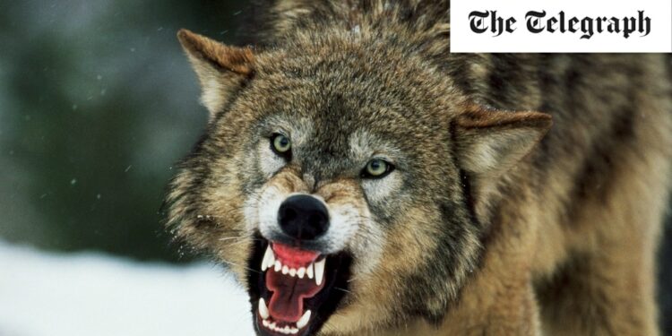 Wolf hunting restrictions eased by EU