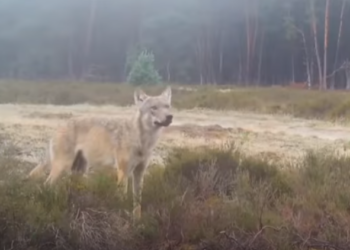 The Netherlands to support weakening wolf protection in Europe The Netherlands to support weakening wolf protection in Europe