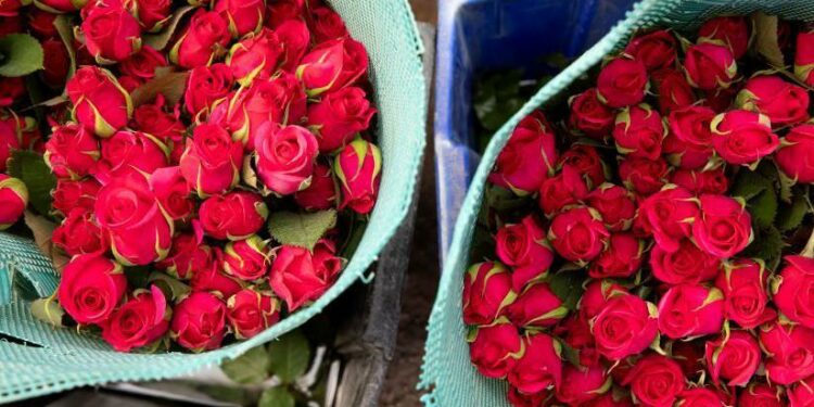 Roses in Kenya