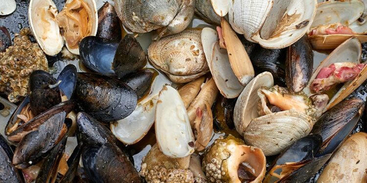 Climate Change Is Making Europe's Shellfish Dangerous