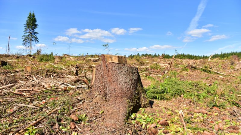 Stumped! EU industries ‘gravely concerned’ over deforestation rules – Euractiv