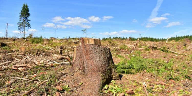 Stumped! EU industries ‘gravely concerned’ over deforestation rules – Euractiv