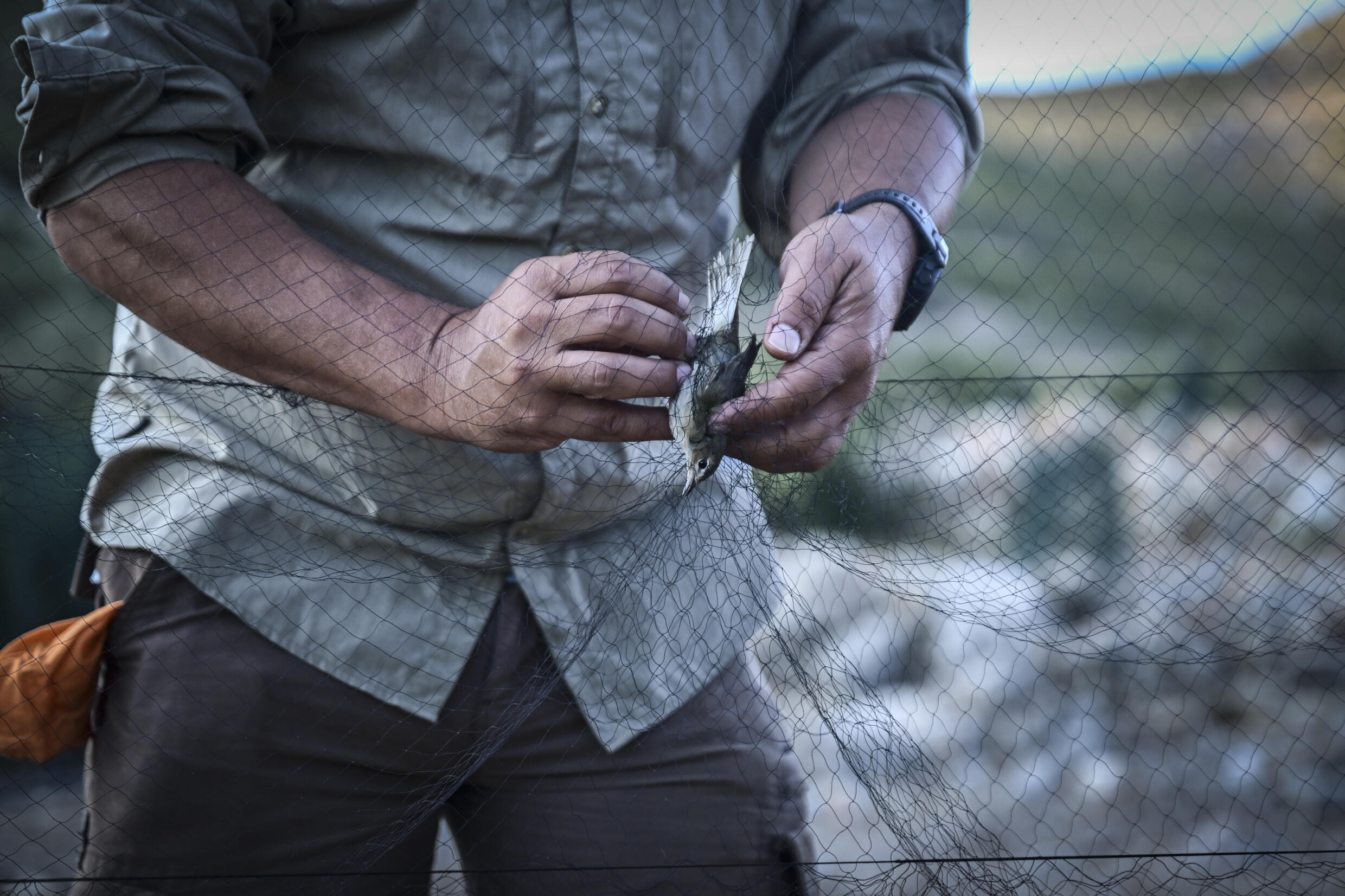 A Garden Wabler is removed from a mist net near an Antikythera Bird Observatory station