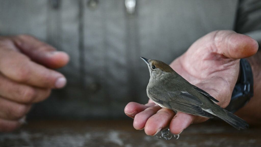 On remote Greek island, migratory birds offer climate clues