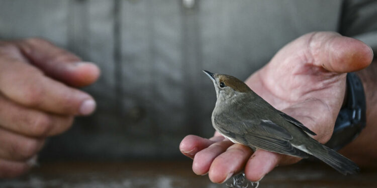 On remote Greek island, migratory birds offer climate clues