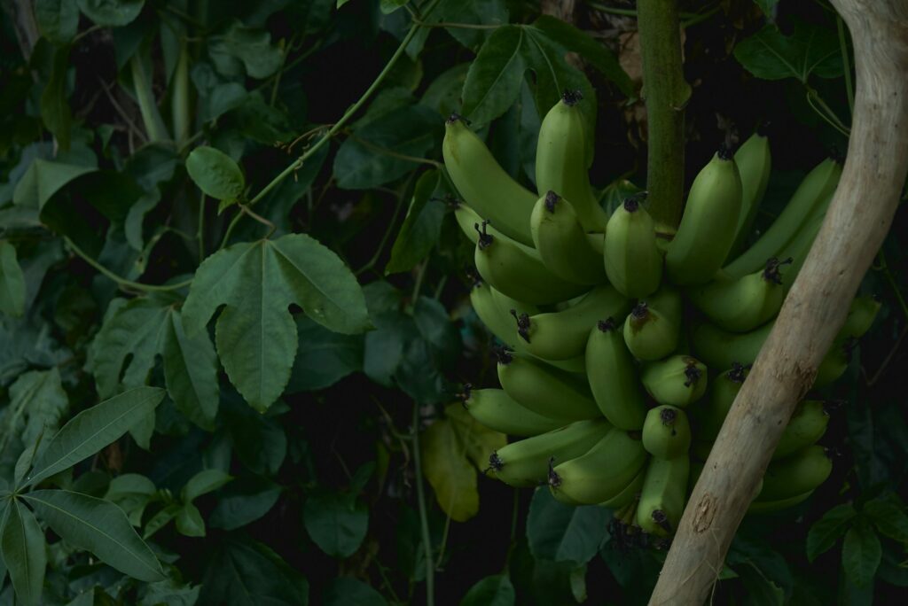 Croatian Banana & Pineapple Growing To Become a Reality