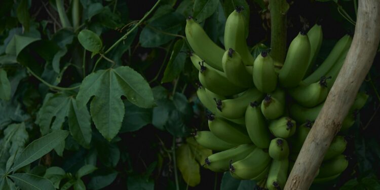 Croatian Banana & Pineapple Growing To Become a Reality