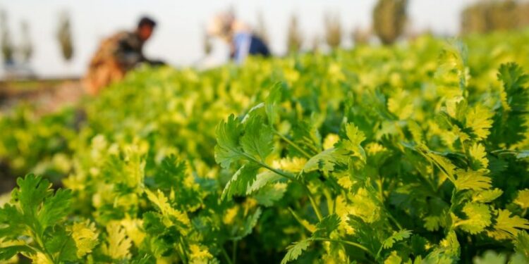 EU farm subsidies inflate aromatic herb crops in southern France – Euractiv