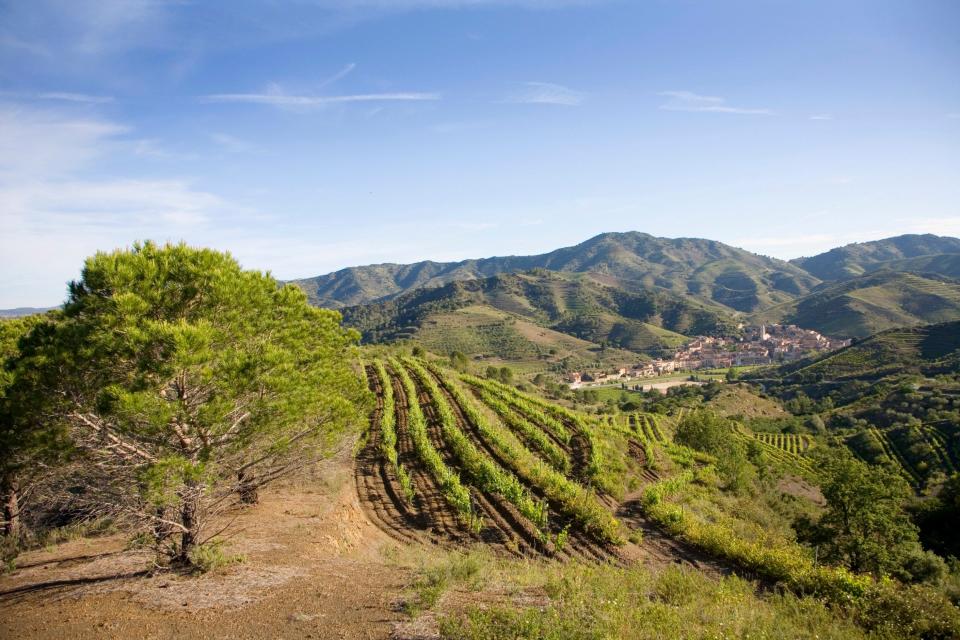 Winemaking in Priorat dates back to the 1100s