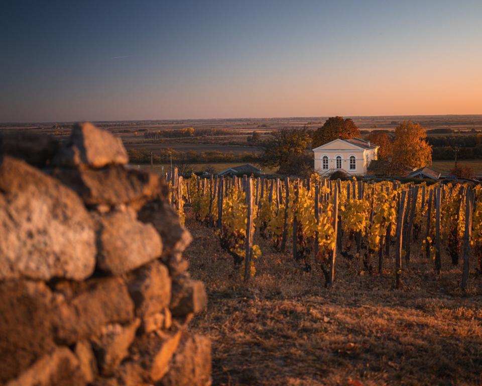 Tokaj is most famous for producing Tokaji Aszú, an intensely sweet wine