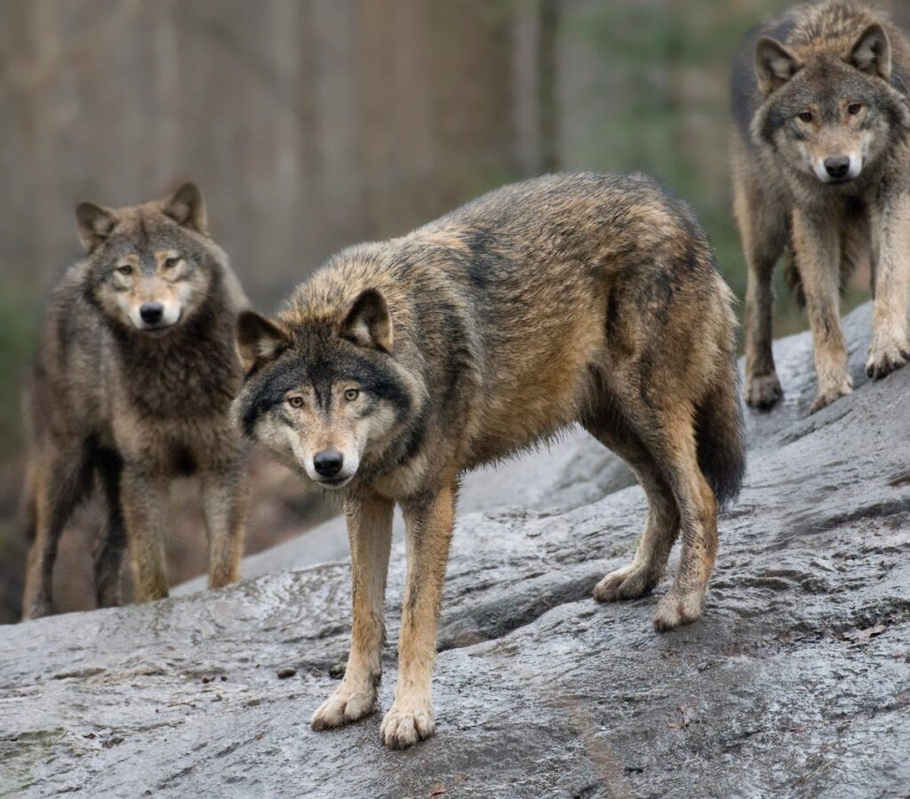 Europe to loosen protections for wolves as numbers increase by 25%