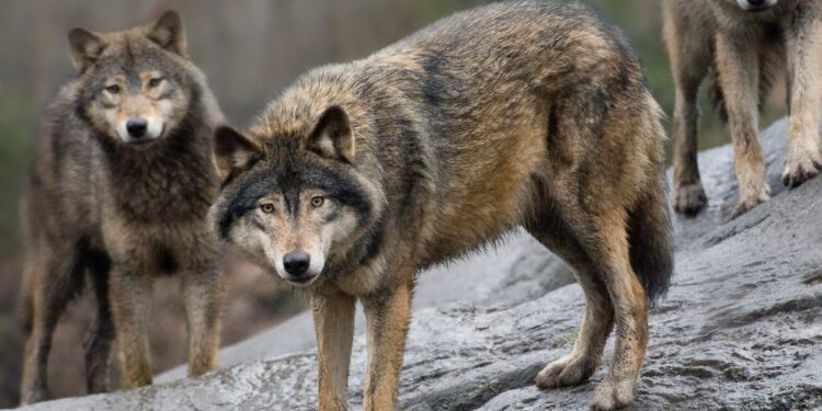 Europe to loosen protections for wolves as numbers increase by 25%