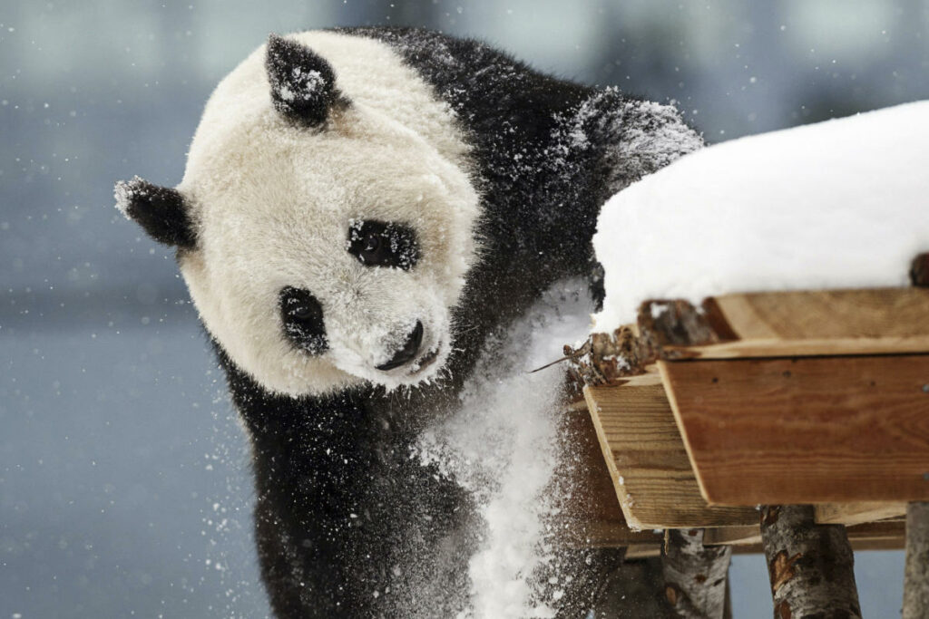 A zoo in Finland is returning giant pandas to China because they're too expensive to keep