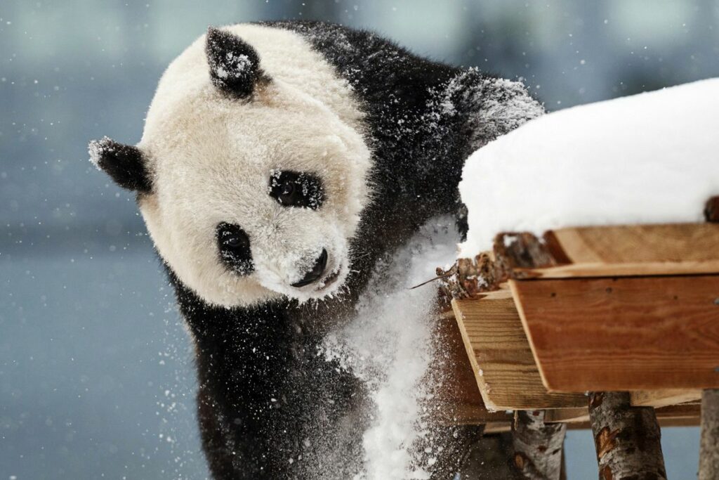 A zoo in Finland is returning giant pandas to China because they’re too expensive to keep