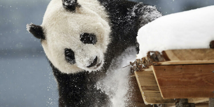 A zoo in Finland is returning giant pandas to China because they're too expensive to keep