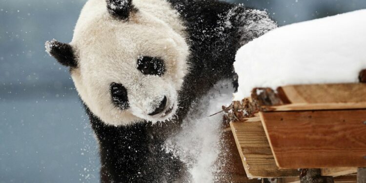 A zoo in Finland is returning giant pandas to China because they’re too expensive to keep