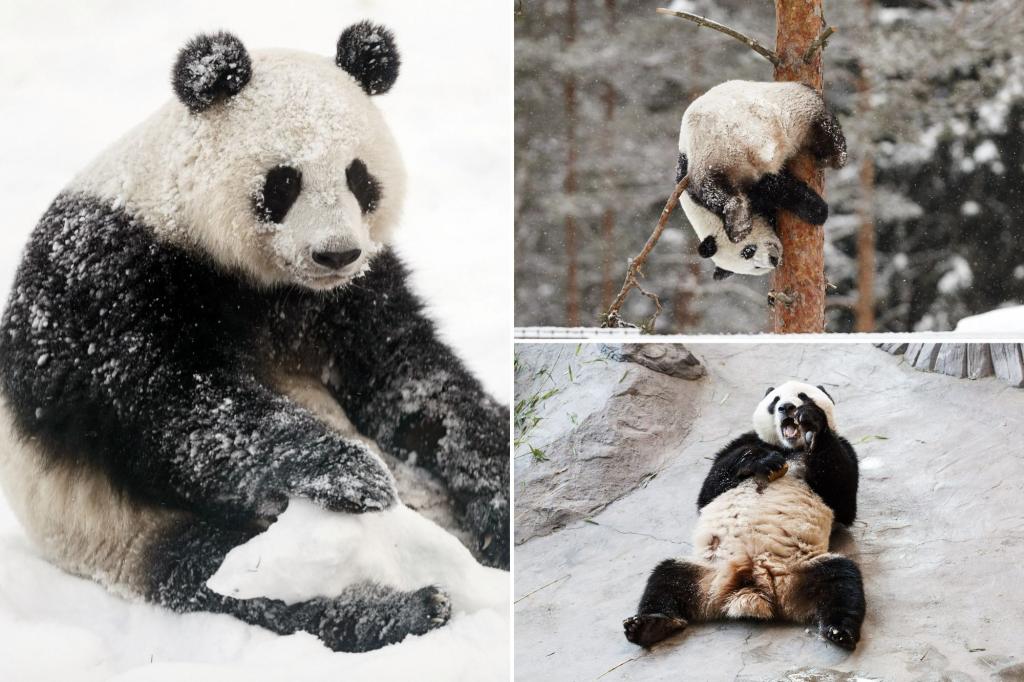 Ähtäri zoo in Finland zoo returning pandas to China over costs