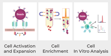 Cell culture grade magnetic beads