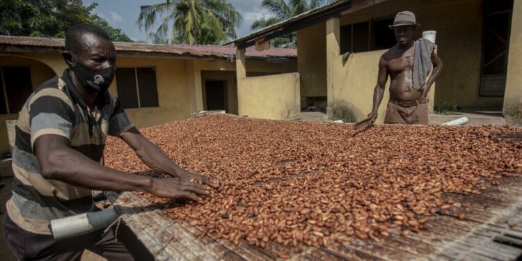 Cocoa-producing countries call on EU to delay anti-deforestation law