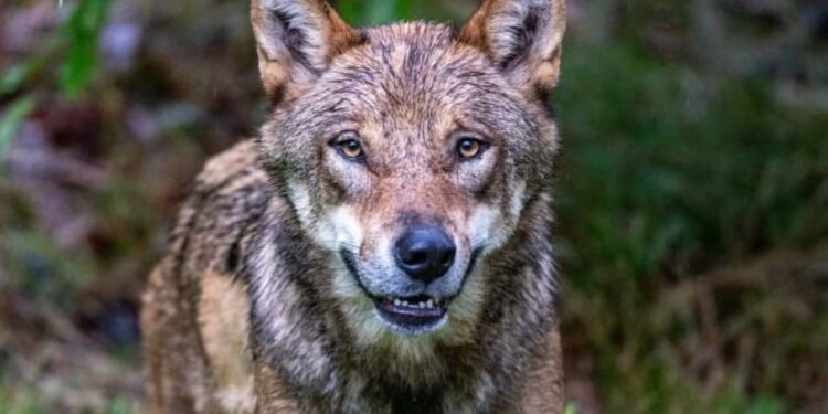 EU Countries Take 1st Step to Weaken Protected Status of Wolves