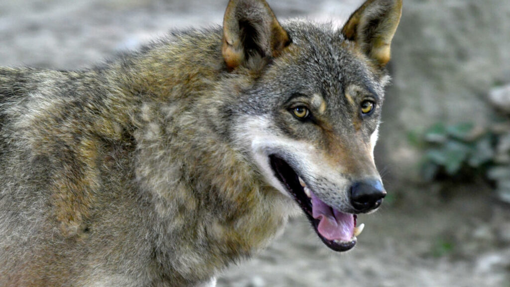 EU states back plan to downgrade wolf protection status