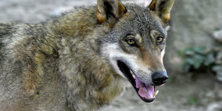 EU states back plan to downgrade wolf protection status