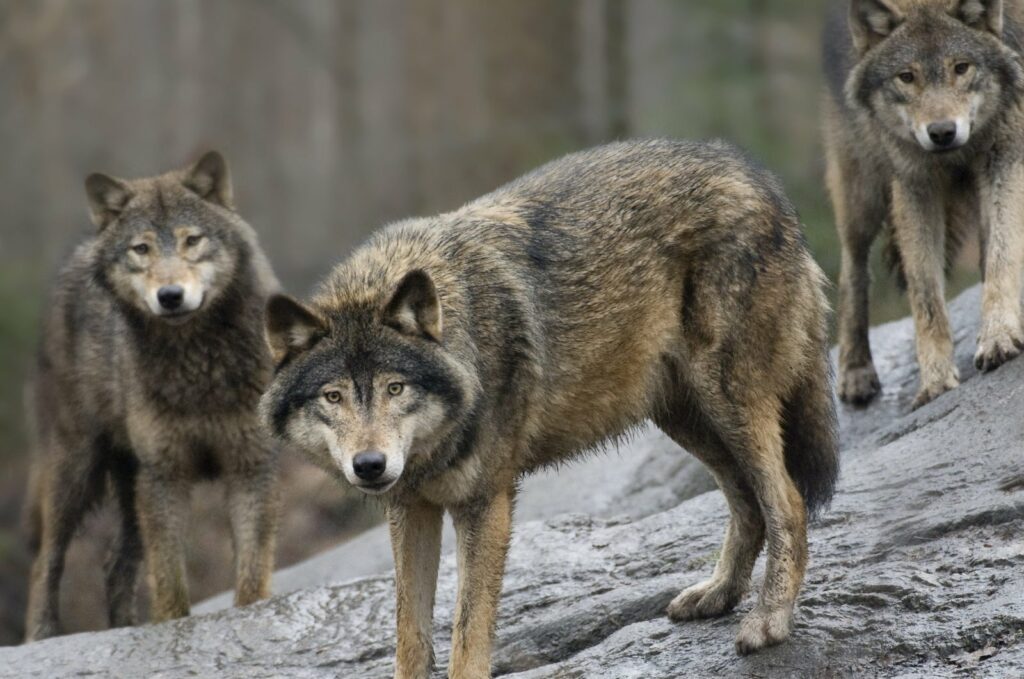 EU weighs wolf protection changes amid population growth