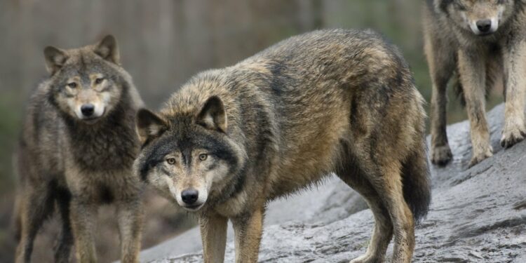 EU weighs wolf protection changes amid population growth