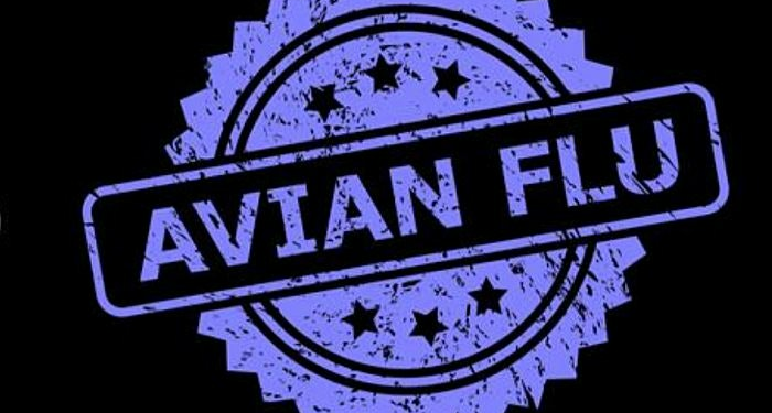 Early signs of growing avian flu risk to European poultry