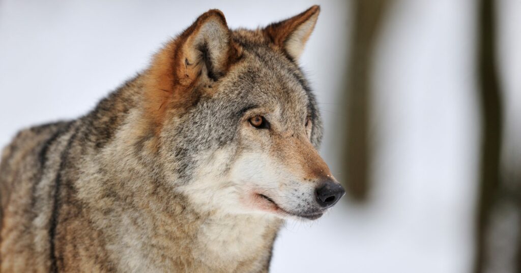 Europe weakens wolf protection – BirdLife International