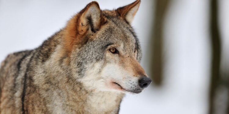 Europe weakens wolf protection - BirdLife International